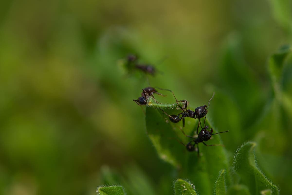 Close-up of ants on a plant stem