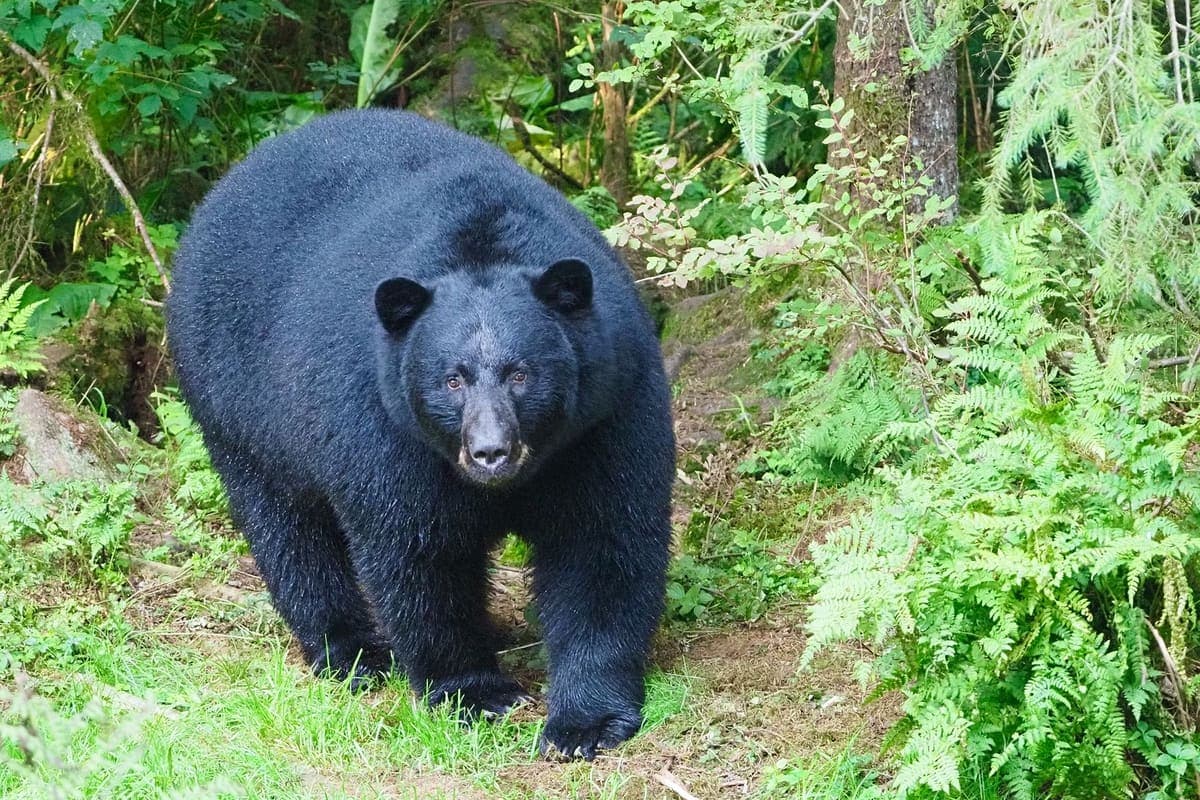 A black bear among trees