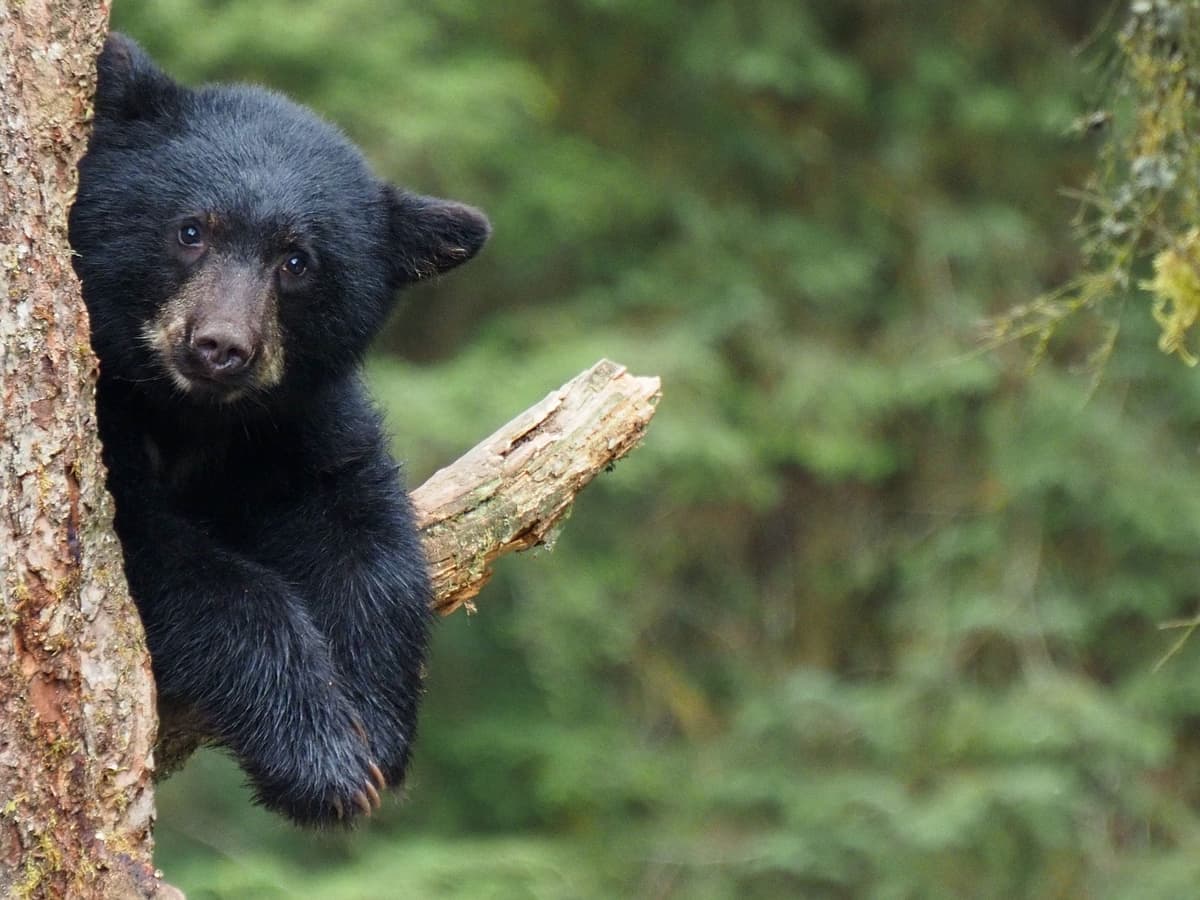 Black bear in woodland