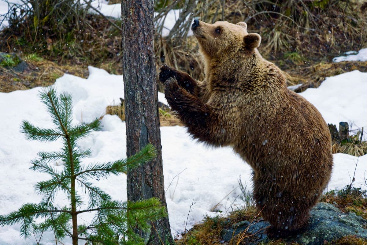 Brown bear standing against a tree in a snowy forest