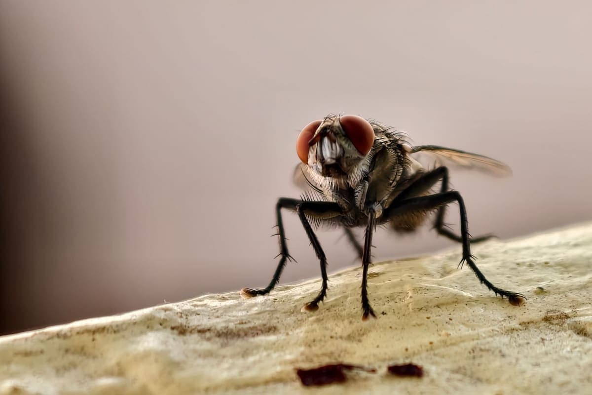 Macro photograph of a housefly on a pale surface