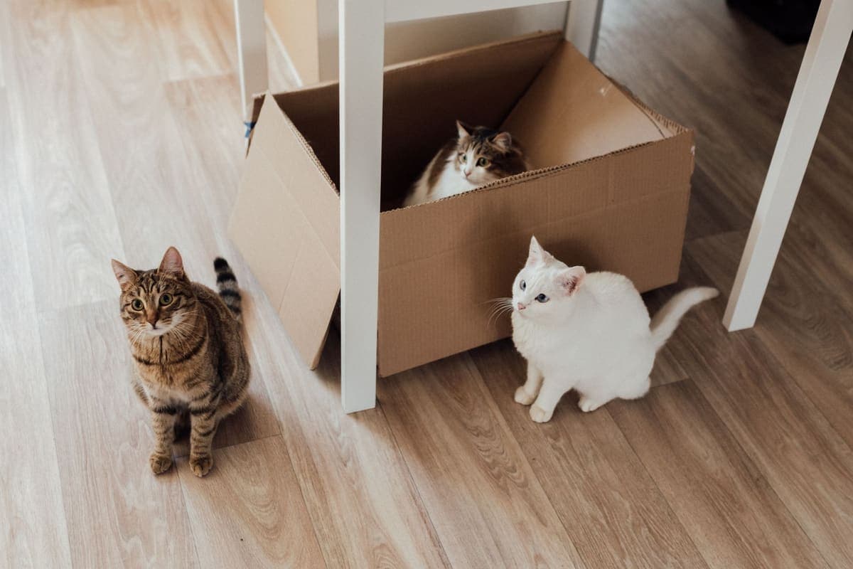 Two cats at home on a wood floor beside a cardboard box