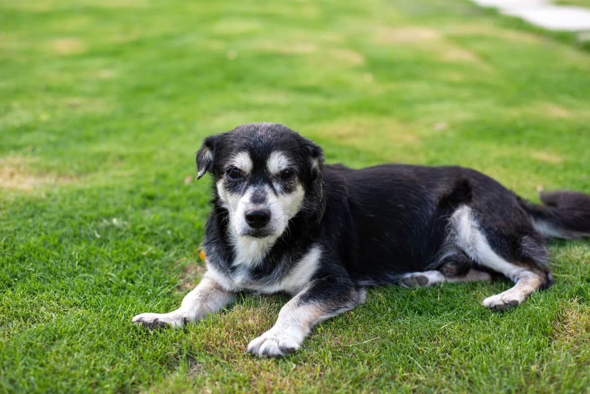 Dog standing on a lawn in a back yard