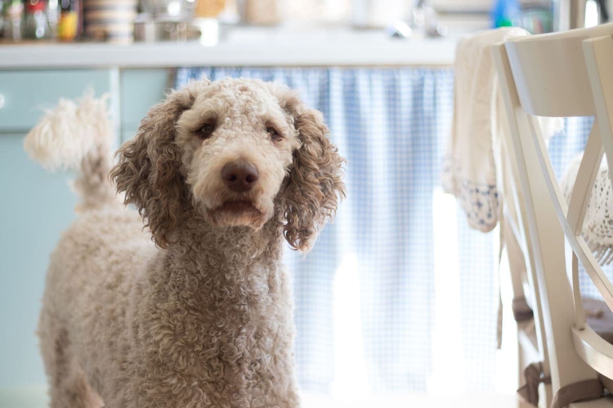 Dog standing in a home kitchen beside the cabinets