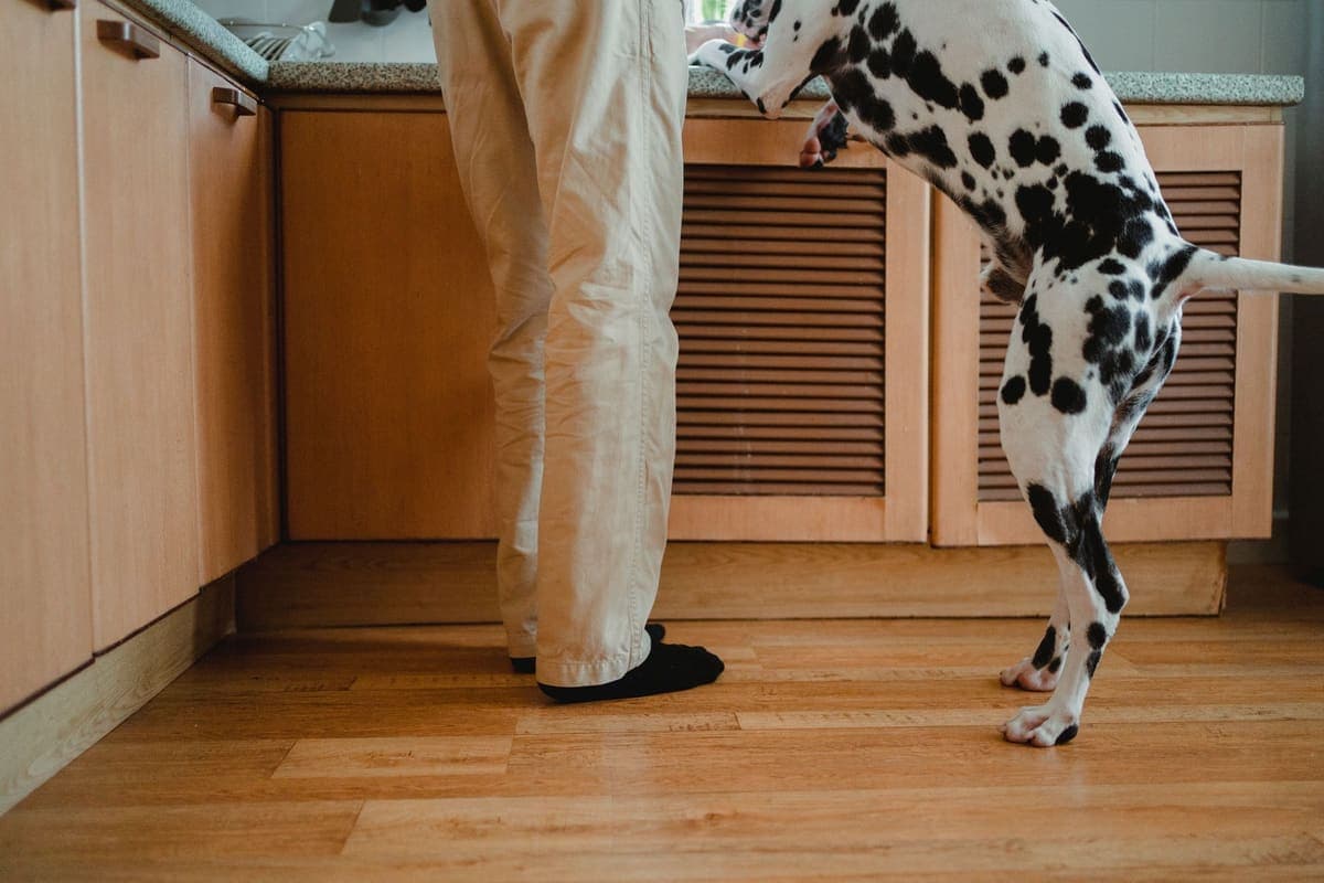 A dalmatian with its front paws up on a kitchen counter beside a person