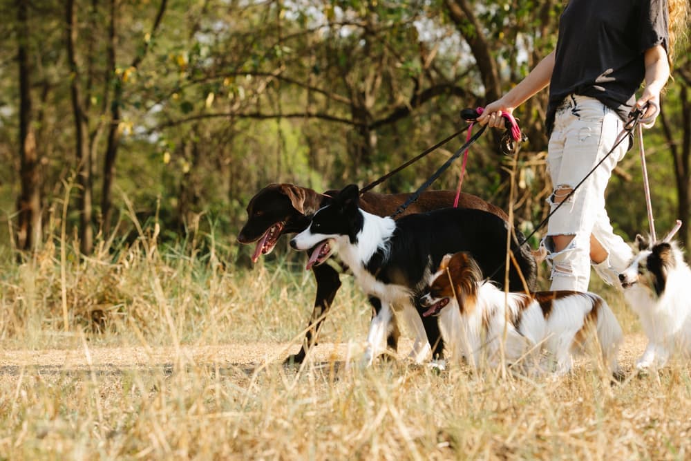 Dog standing on a lawn beside a garden waste station